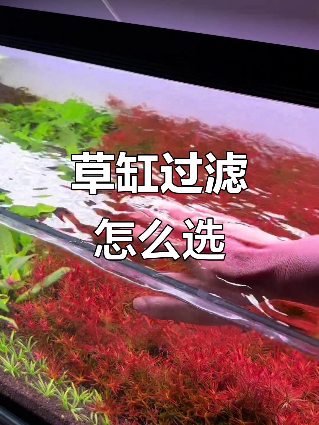 草缸过滤系统选择指南,哪种最适合水草养殖?