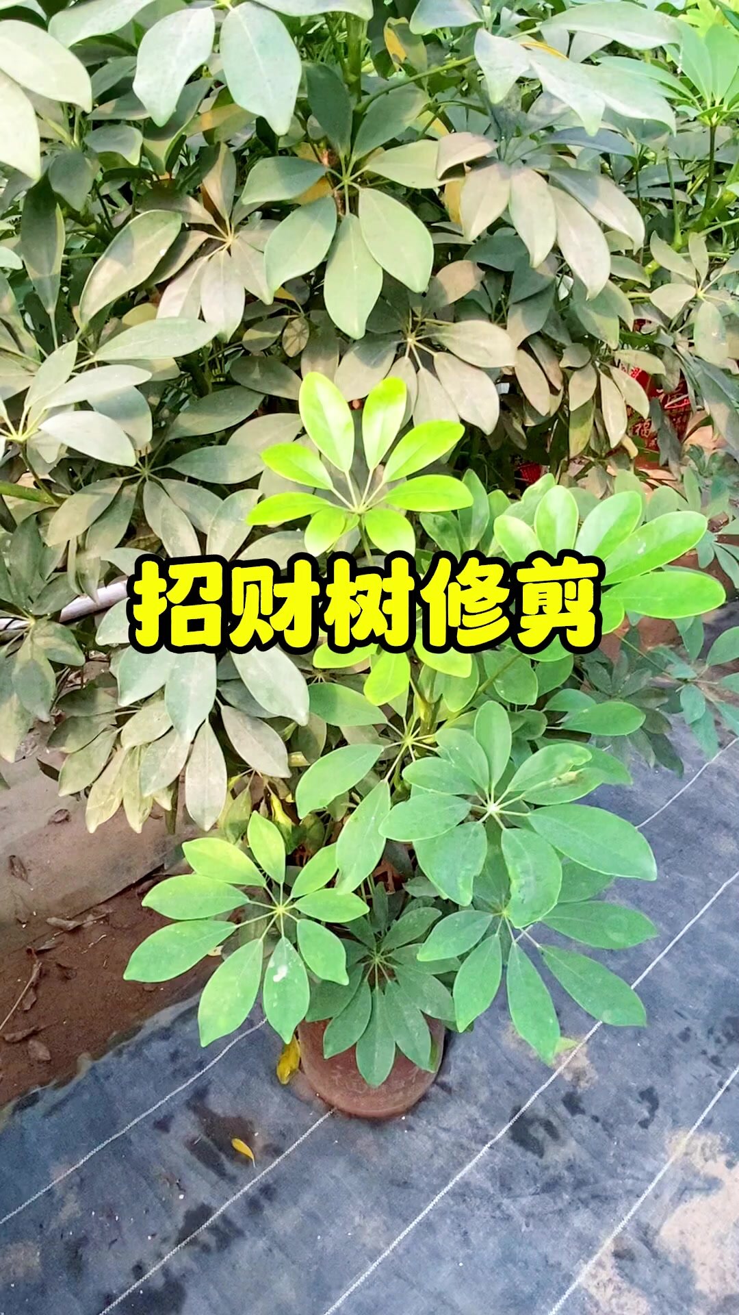 要想鸭掌木饱满,越长越茂盛只需一个小动作