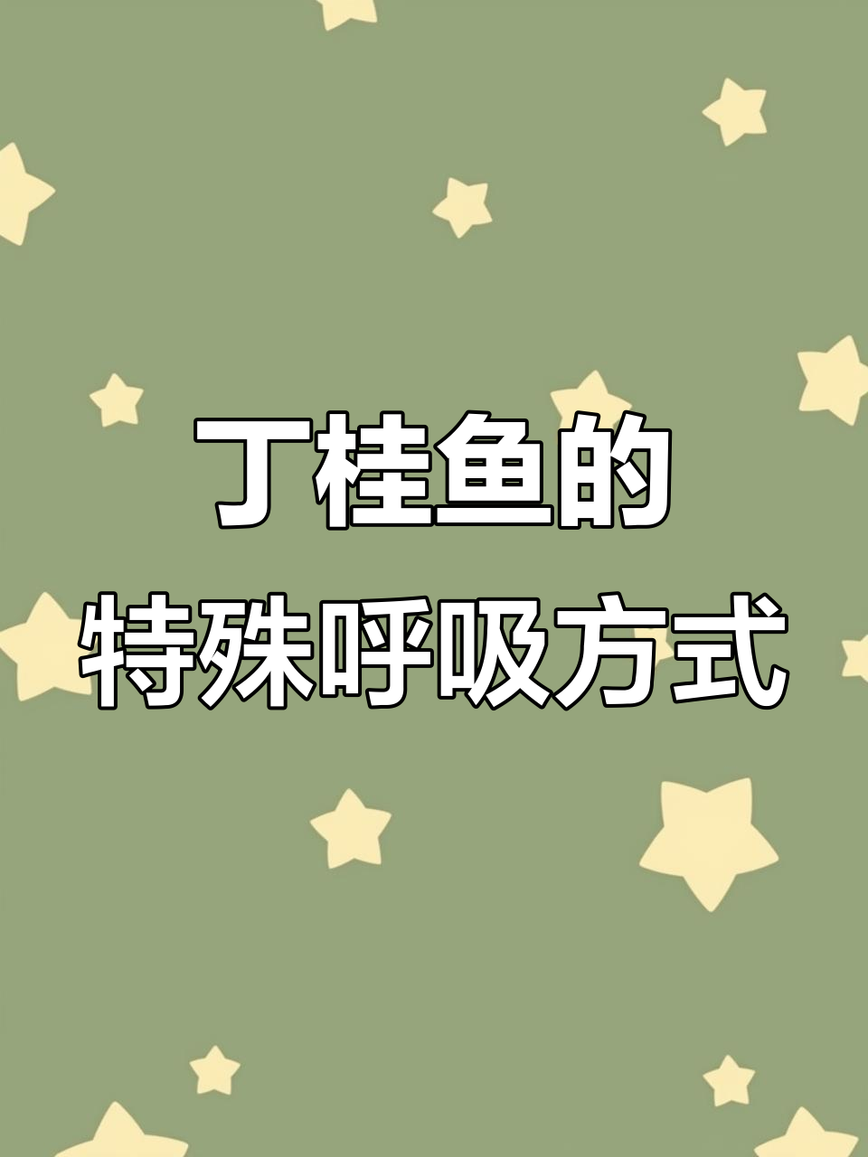 丁桂鱼能在缺氧环境下通过皮肤呼吸,生长迅速市场前景好
