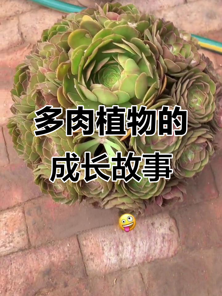 沙拉碗里的多肉植物,大粗杆子被亲吻后更可爱