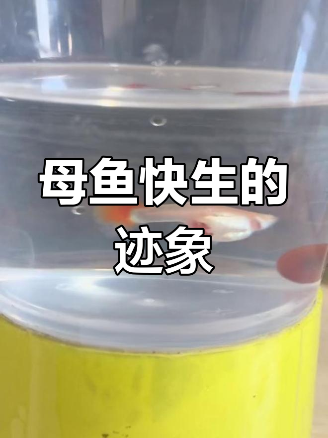 如何判断母鱼即将生产?看胎斑和肚子变化