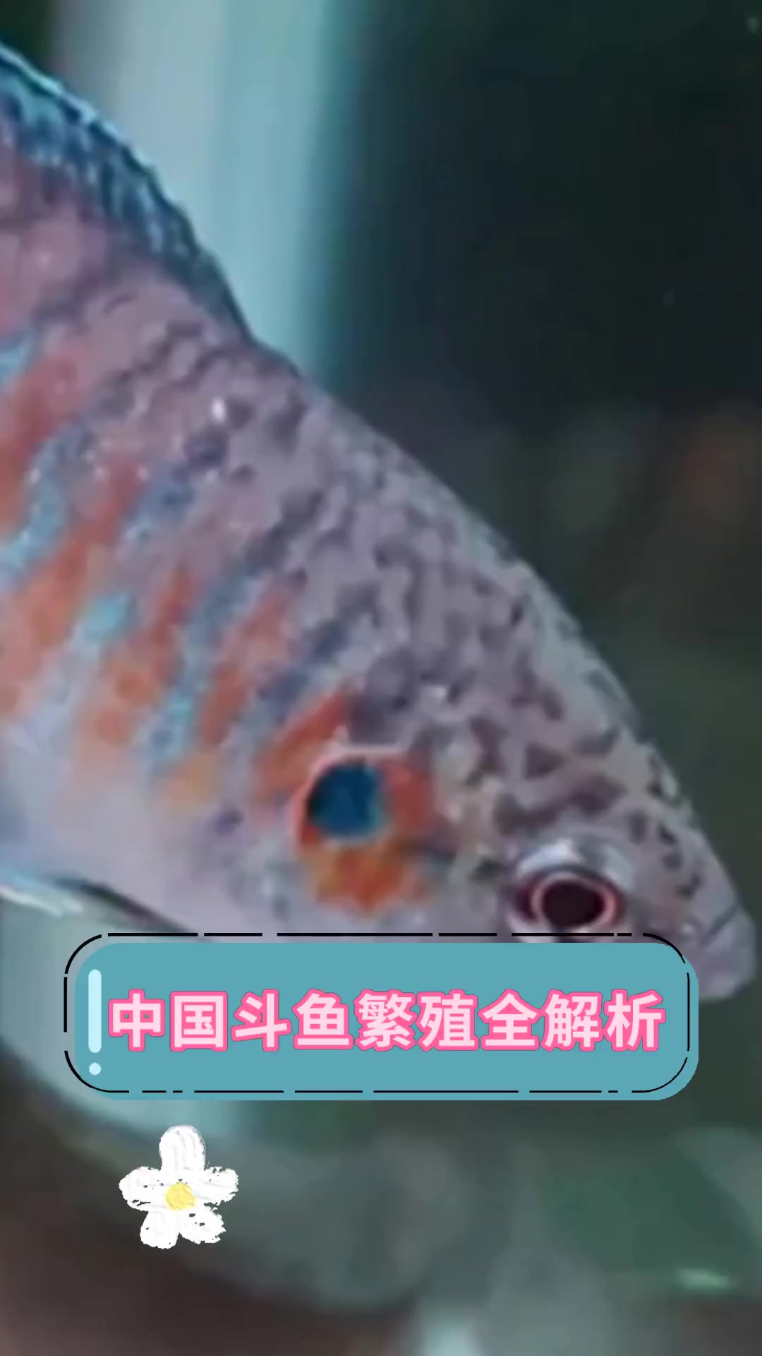 中国斗鱼繁殖全解析