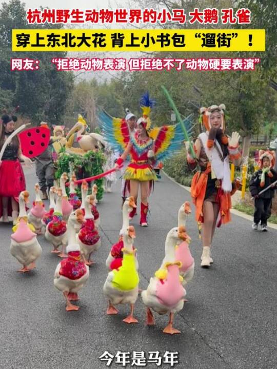 #杭州野生动物世界 的大鹅，穿上了东北大花。网友：起猛了看见大鹅遛街了！#动物园里有神马 