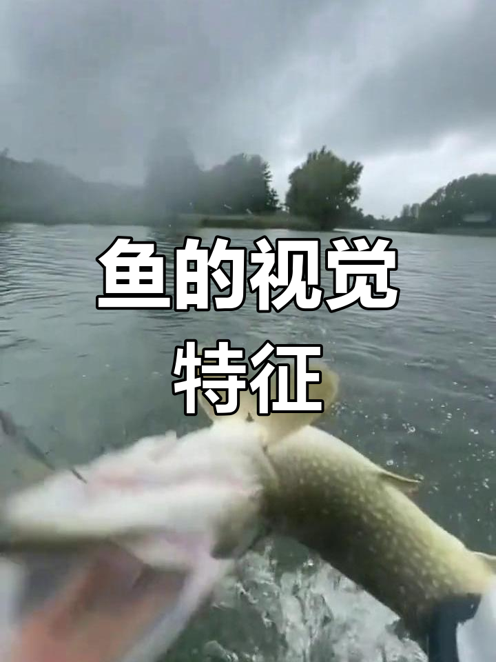 鱼眼构造揭秘:为何钓鱼人能轻松捕鱼