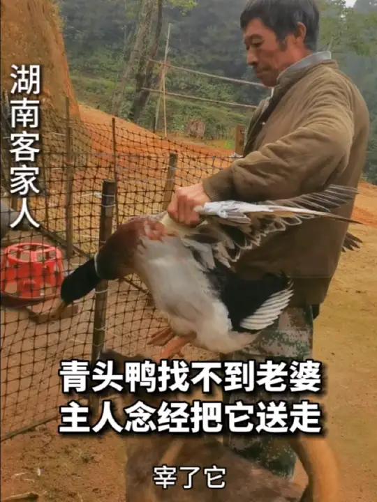 湖南客家话你能听懂吗,吃粮食的成年青头鸭找不到老婆,主人念经把它送走 农村生活 我的乡村生