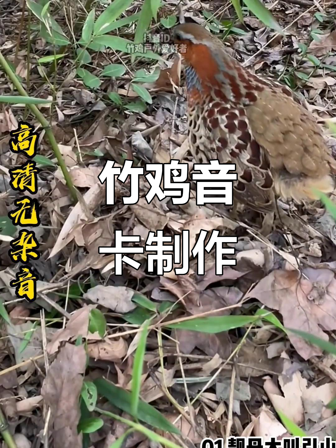 竹鸡音卡:户外音响制作与使用技巧