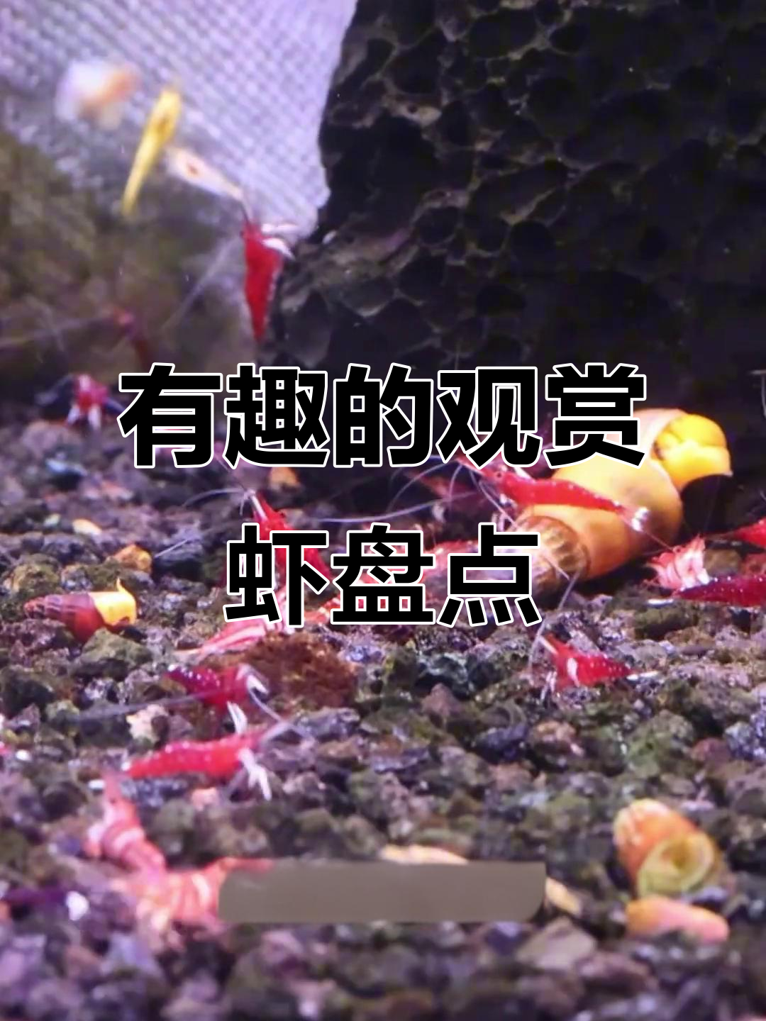 观赏虾大揭秘:从东南亚到非洲,各种奇特品种一览