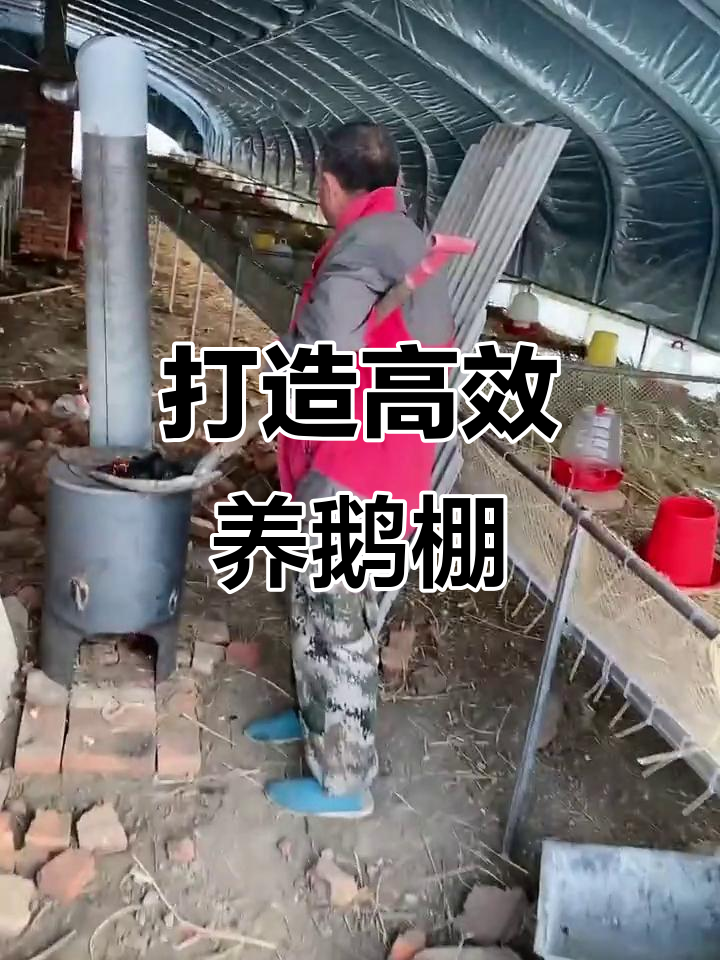 养鹅大棚全解析:如何搭建炉子与通风系统