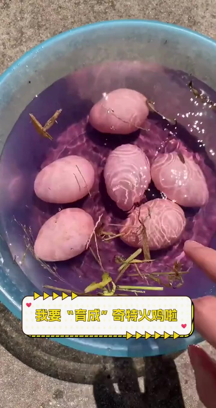 我要“育成”奇特火鸡啦