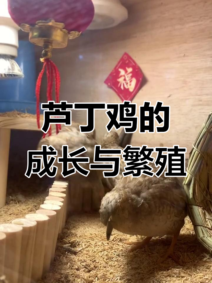 芦丁鸡养殖全揭秘:从孵化到下蛋,超萌宠物等你来了解