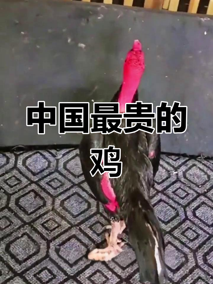 斗鸡文化的起源与发展