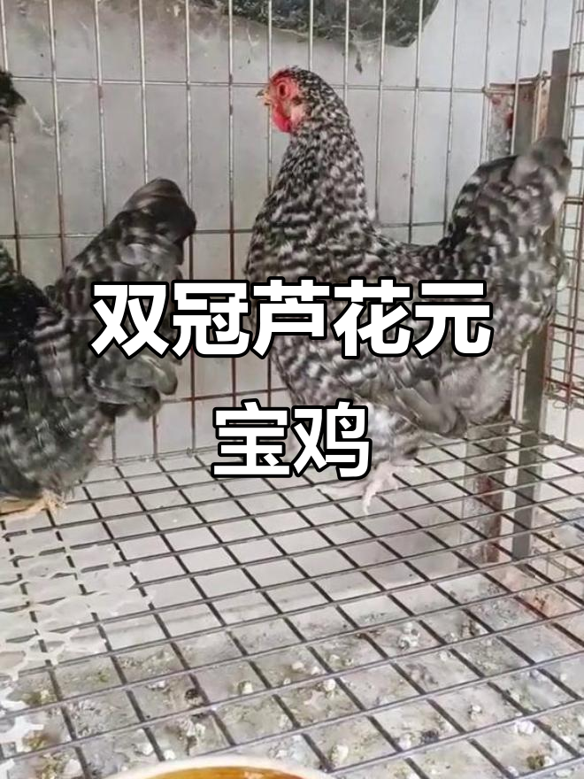 正宗芦花元宝鸡,双冠独特魅力展示