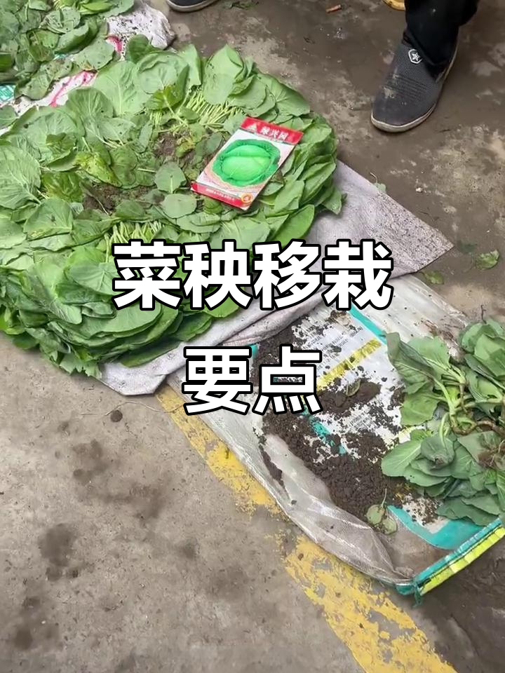 菜秧移栽技巧与注意事项,避免烧根提高成活率