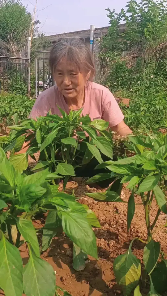 三农生活记录:辣椒种植的那些事儿