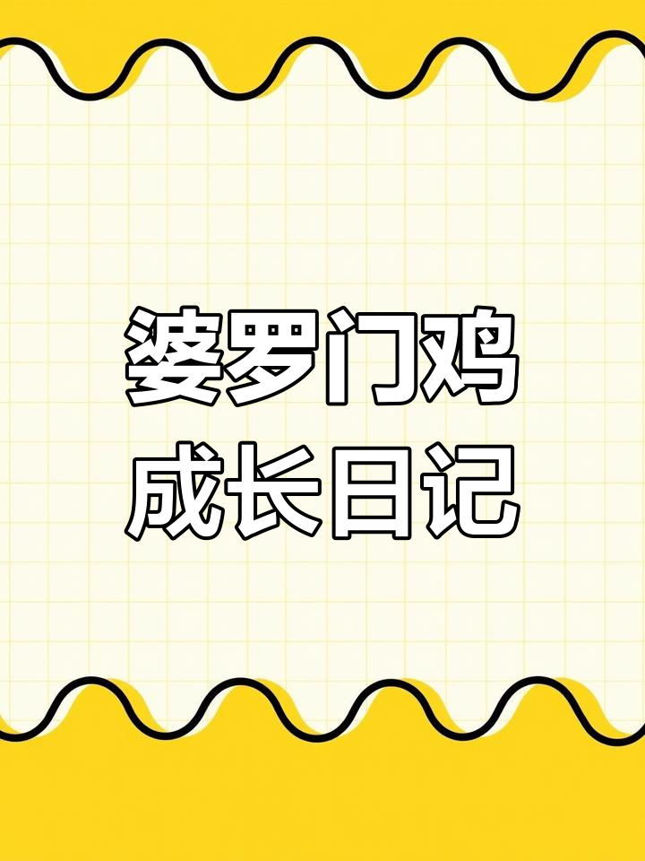 婆罗门鸡成长全纪录:从毛茸小雏到威武公鸡,带你了解养殖过程