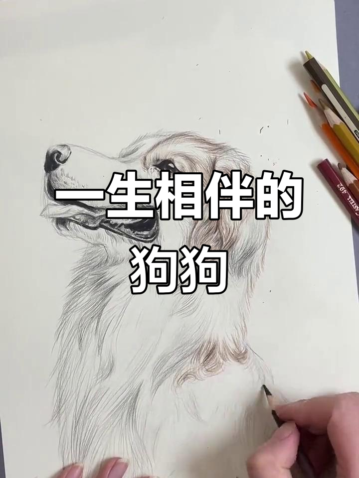 素描狗狗,陪伴我们一生的朋友