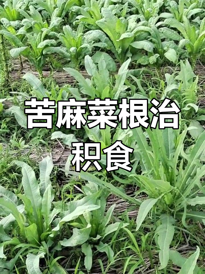 苦麻菜根药用功效,积食缓解有妙招