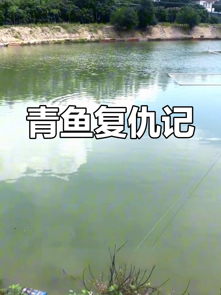 黑皖连杆,切线断竿,青鱼疯狂报复,老板头疼不已!