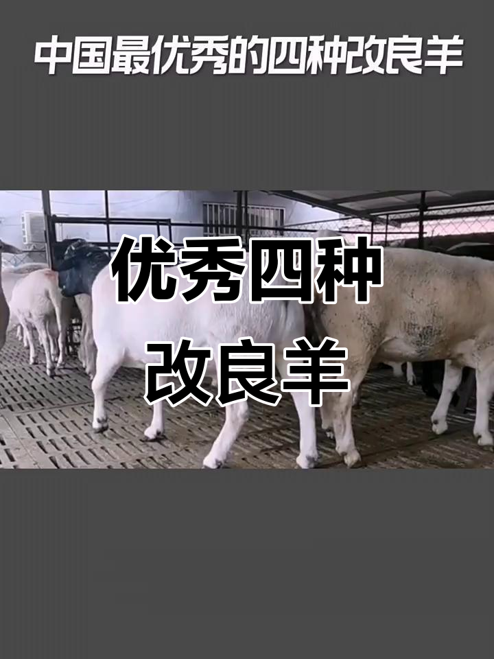中国四大改良羊品种，早熟高产又美味
