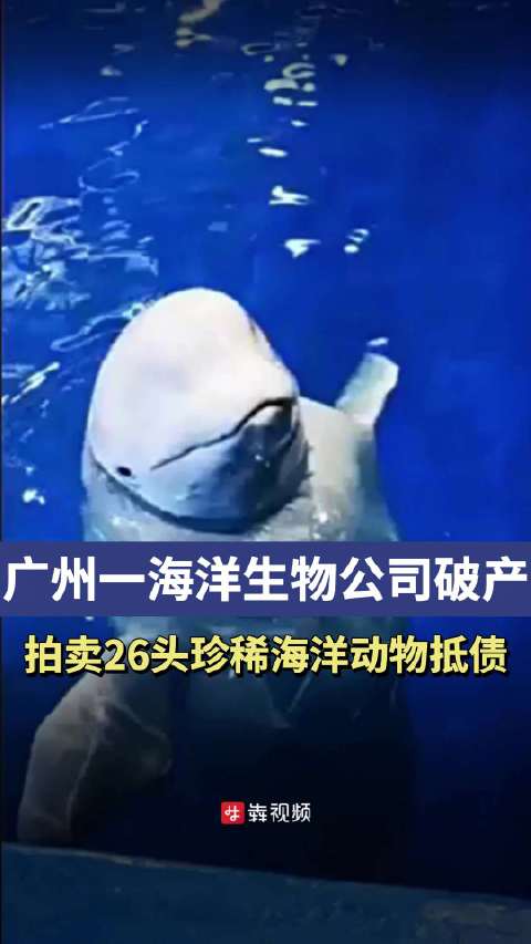 近日,阿里资产网站上一场特殊的拍卖引发网友关注:广州海洋生物科普有限公司破产后,其26只海