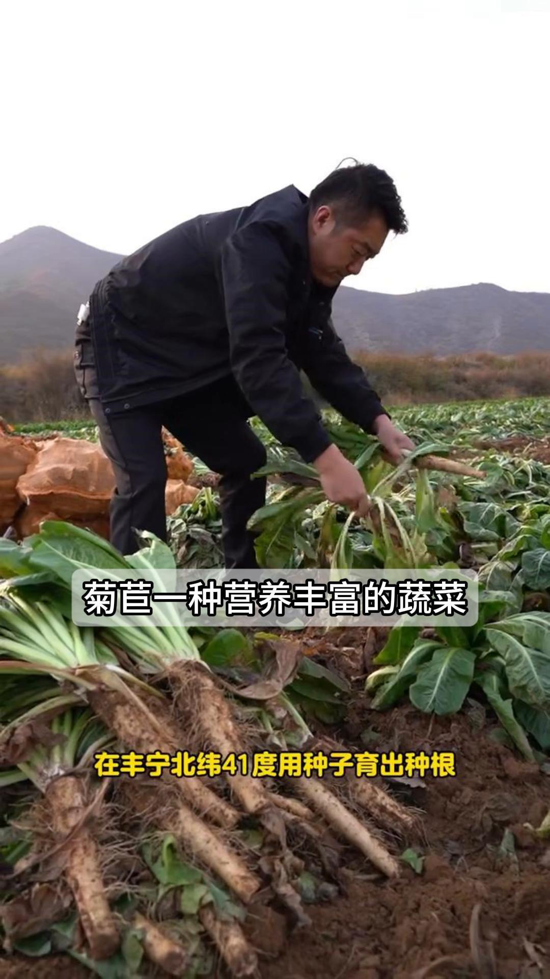 菊苣一种营养丰富的蔬菜