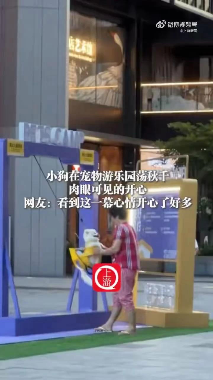 小狗在宠物游乐园荡秋千,肉眼可见的开心!7月1日(发布时间),湖北,小狗在宠物游乐园荡秋千