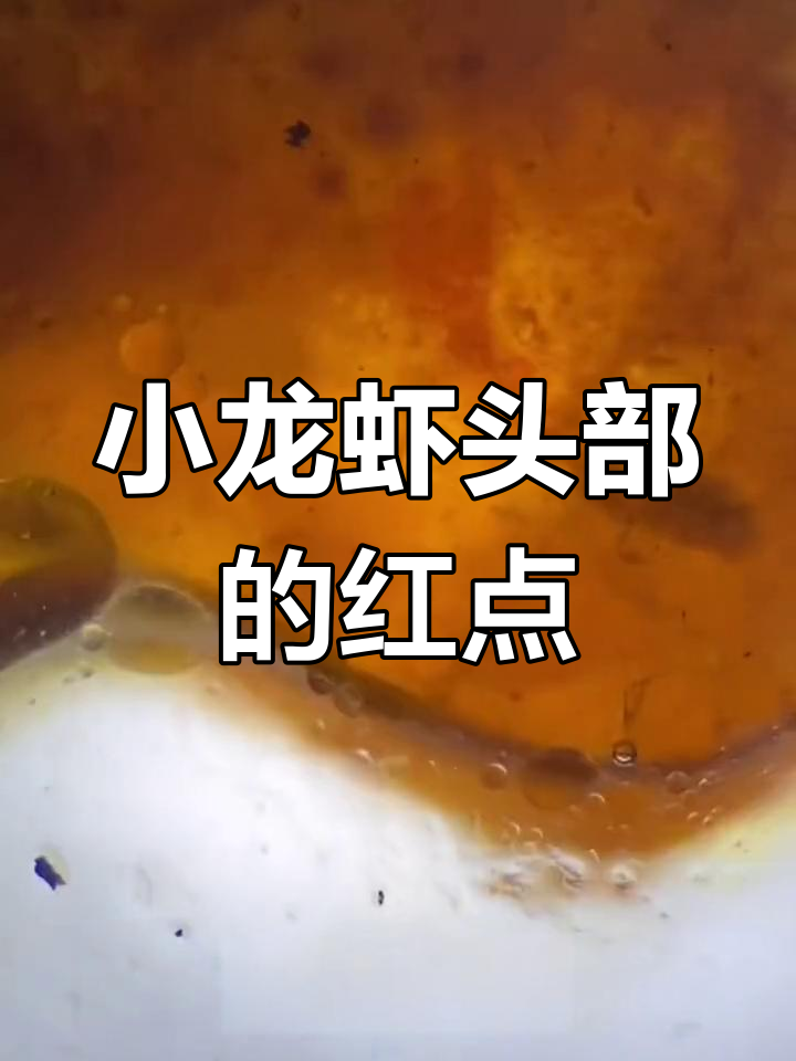 小龙虾头部红色颗粒是什么?揭秘真相
