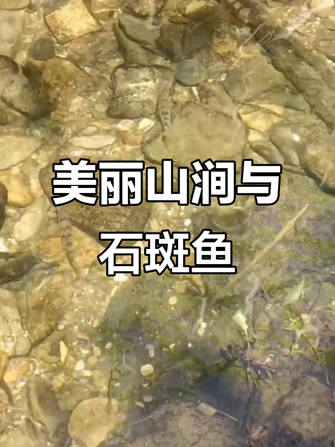 山涧清澈见底,条纹石斑鱼畅游其中