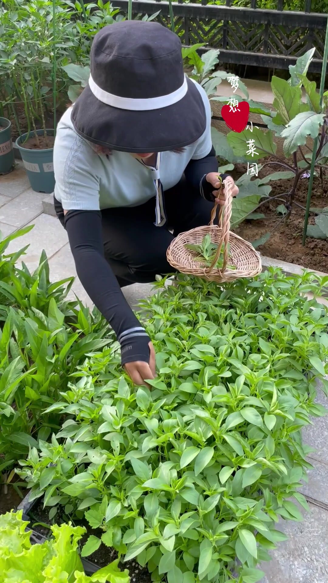 荆芥喜欢温暖潮湿的环境,特别适合夏季种植