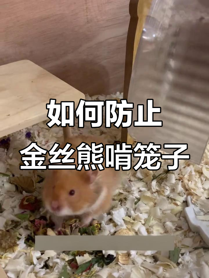 金丝熊啃笼子怎么办?教你几招避免破坏