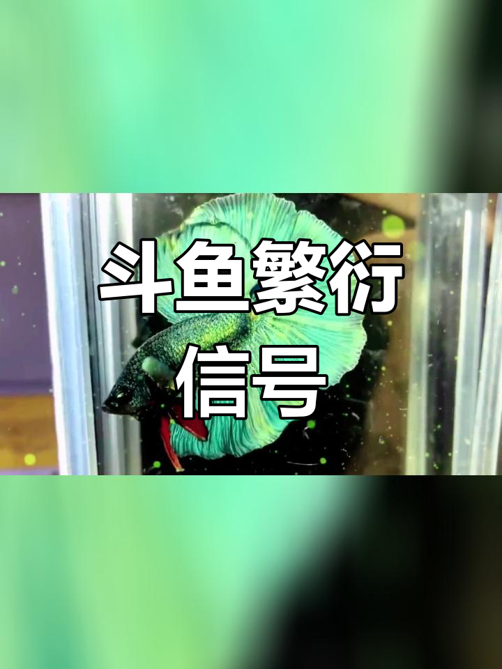 泰国斗鱼进入繁殖期,状态大变样
