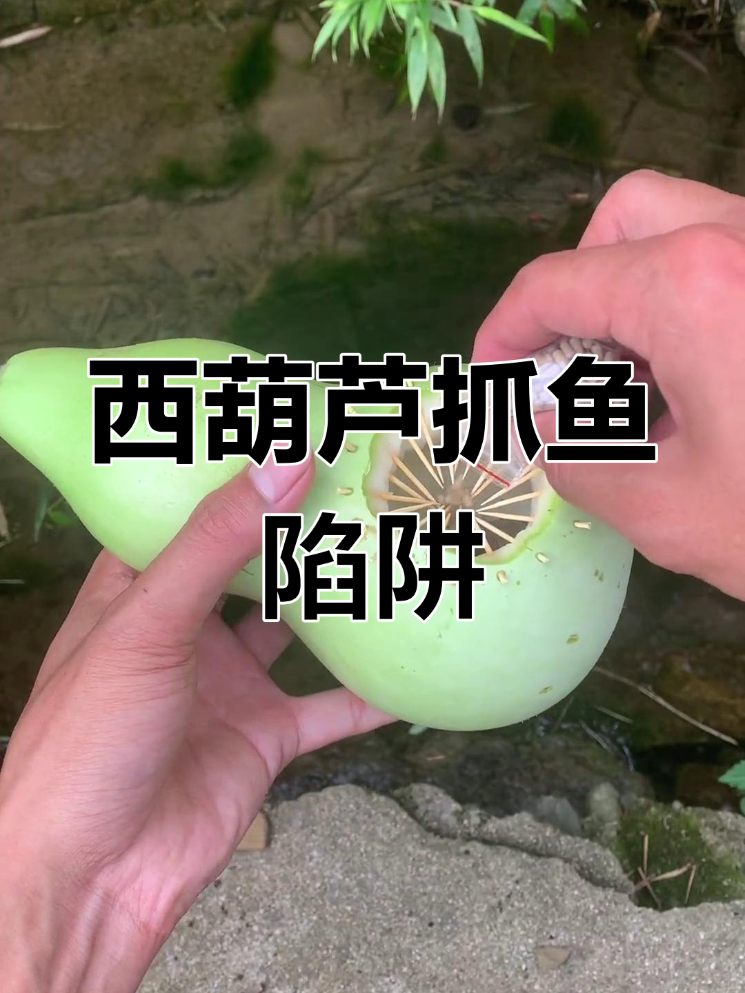 用西葫芦做抓鱼陷阱,竟然抓到了跳跳鱼和酸菜鱼!