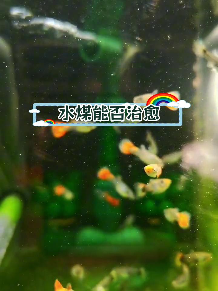 孔雀鱼水霉能自愈吗?传染性有多强?实验结果揭秘
