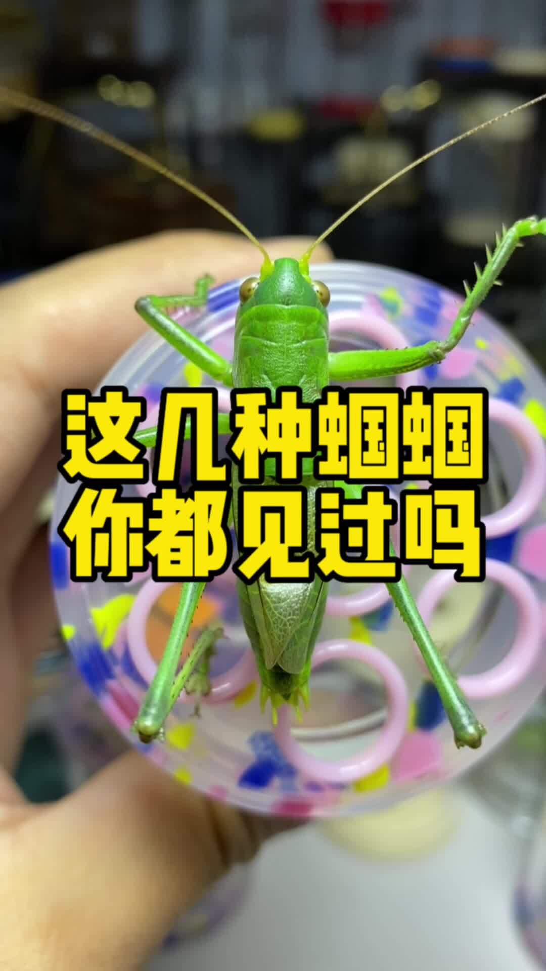 这几种蝈蝈你都见过吗