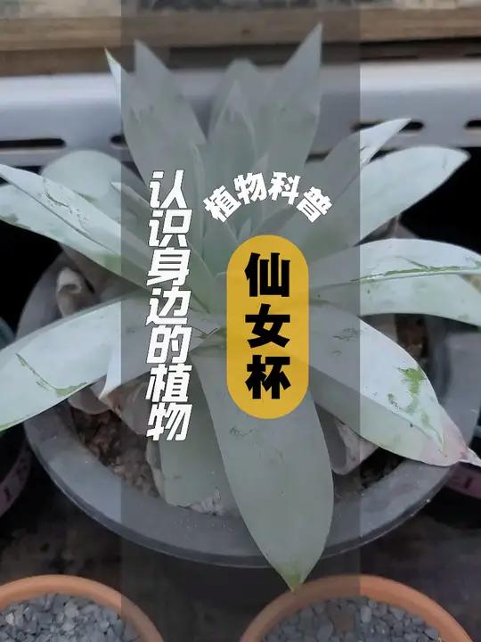 植物科普 I 仙女杯 仙女杯是景天科仙女杯属(Dudleya)植物的统称。仙女杯属是一类原