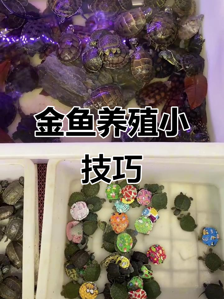 如何正确散养金鱼?这些小技巧你必须知道