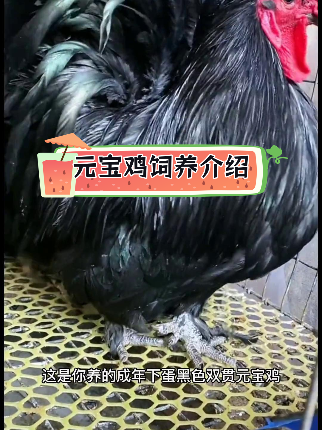 黑色元宝鸡的养殖与观赏