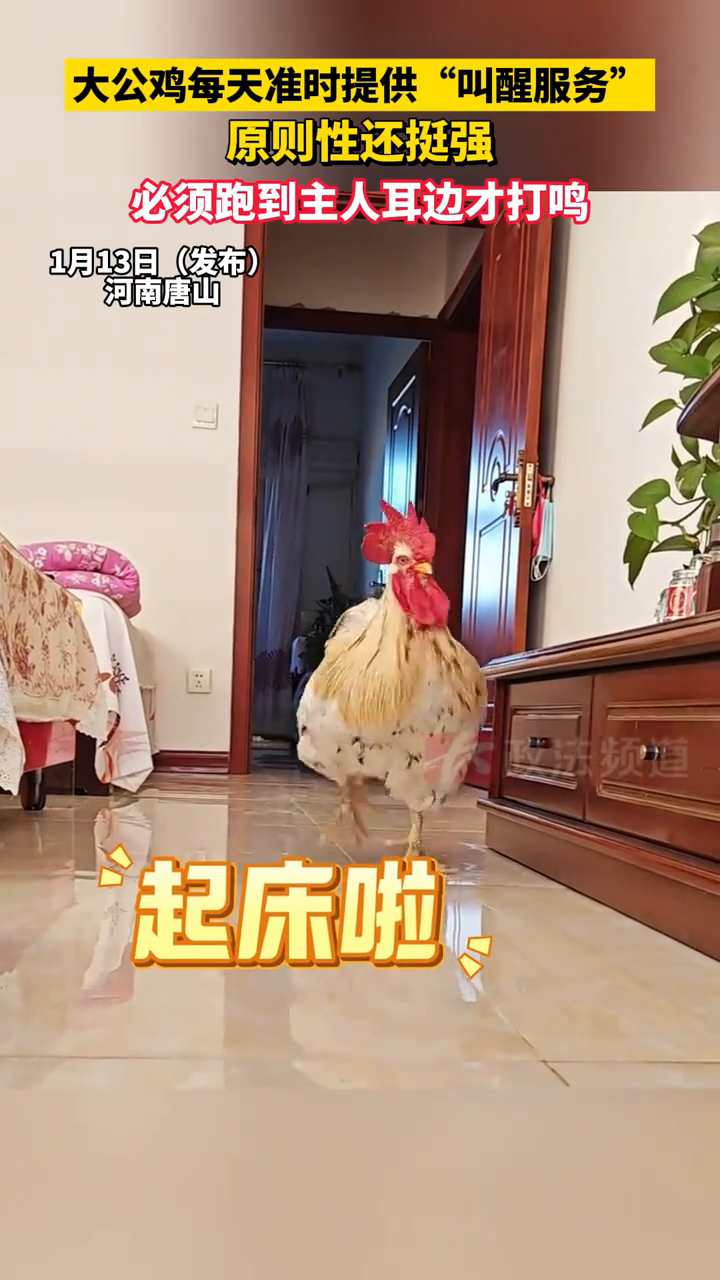 大公鸡每天准时提供“叫醒服务”,必须跑到主人耳边才打鸣