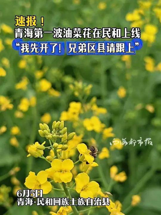 速报!青海第一波油菜花在民和上线“我先开了!兄弟区县请跟上”