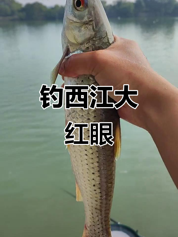 西江大红眼冲劲十足，涨潮时钓鱼更刺激