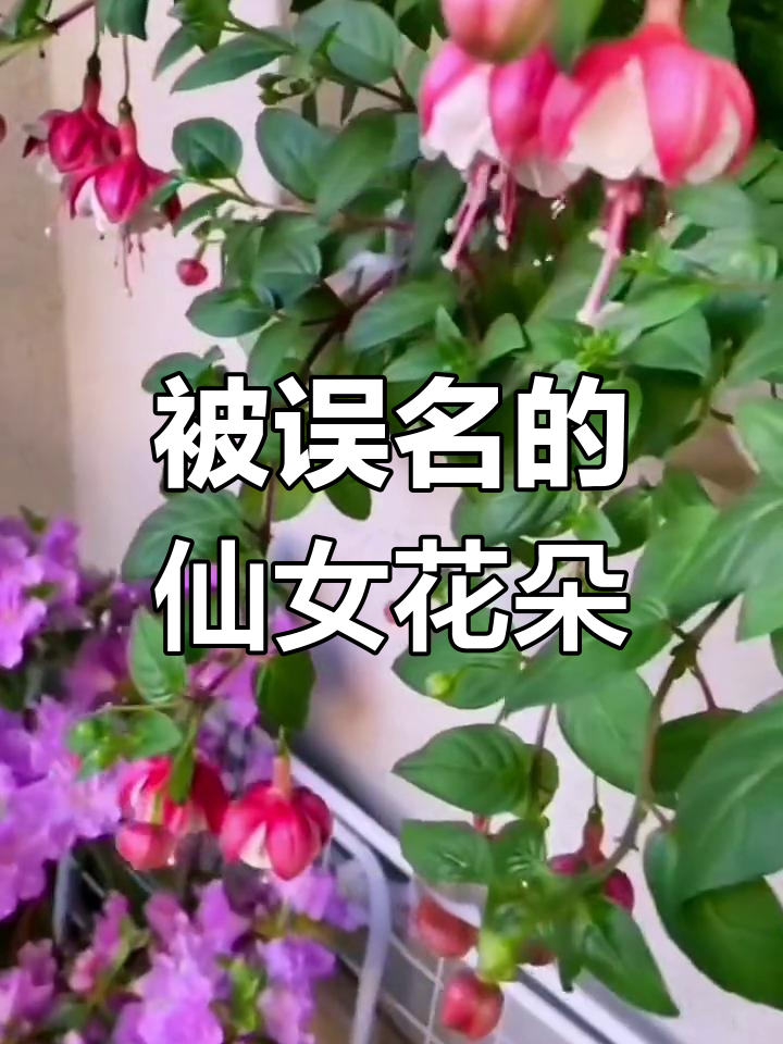 倒挂金钟灯笼花:被名字误导的美丽花卉,花期超长