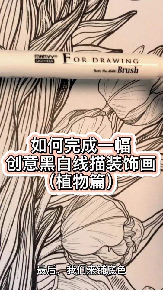 绘画学习|黑白线描装饰画|植物|郁金香