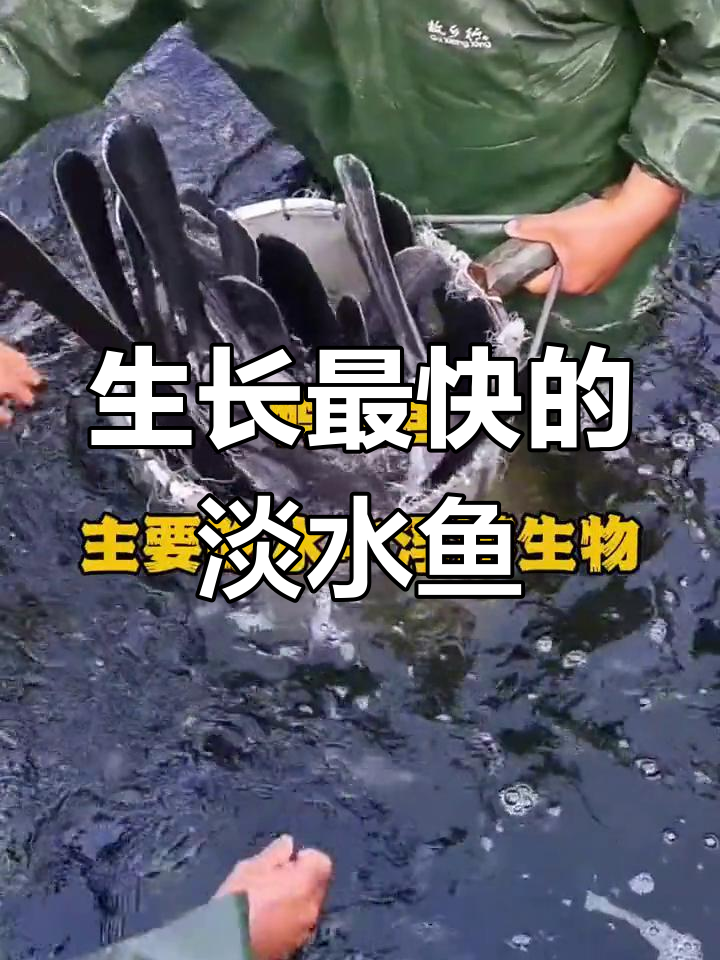 淡水养殖最快鱼种推荐