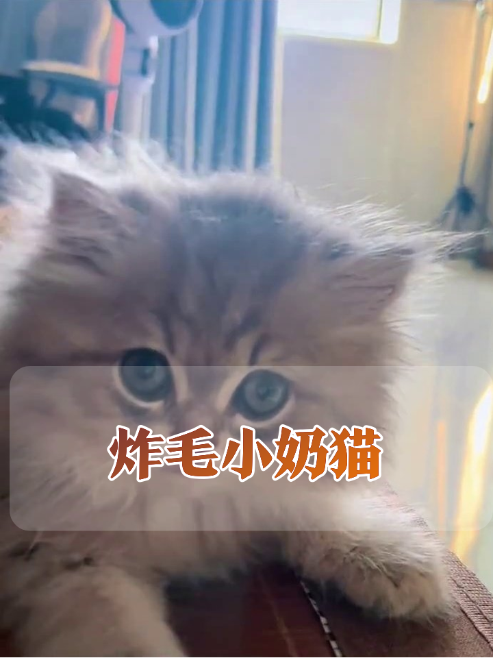 炸毛小奶猫躺平卖萌,蓝眼睛+歪头杀萌化了!
