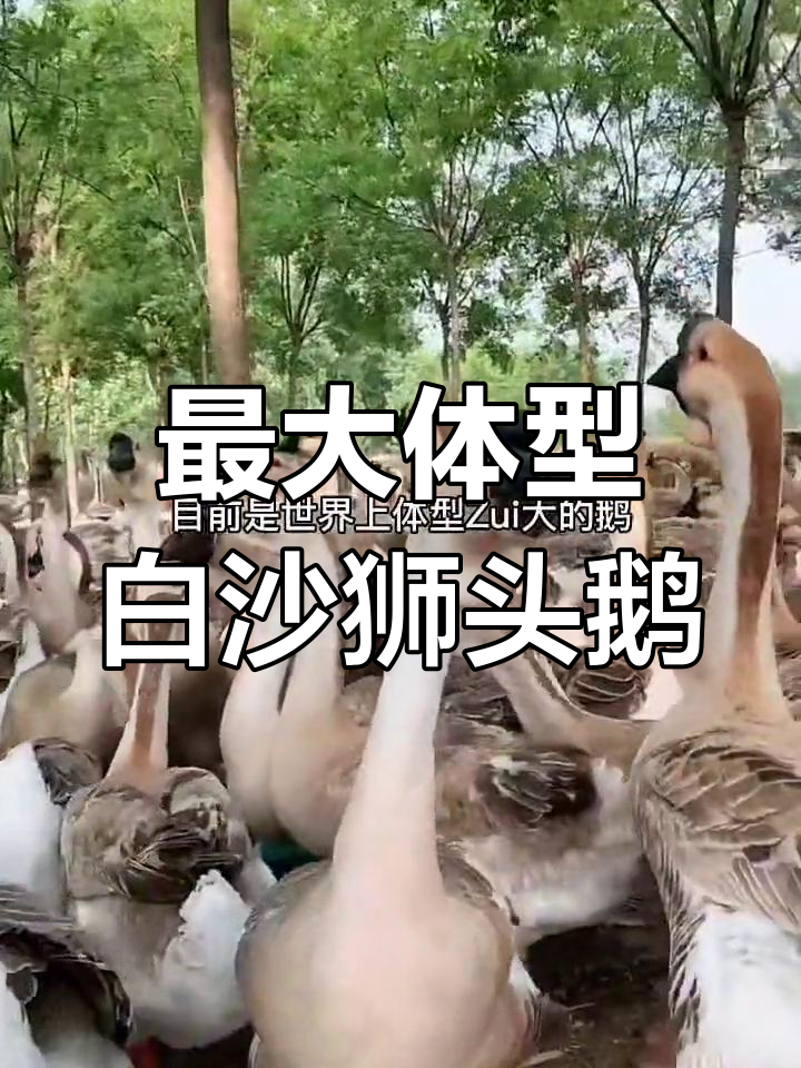 白沙狮头鹅:世界上最大的家禽品种