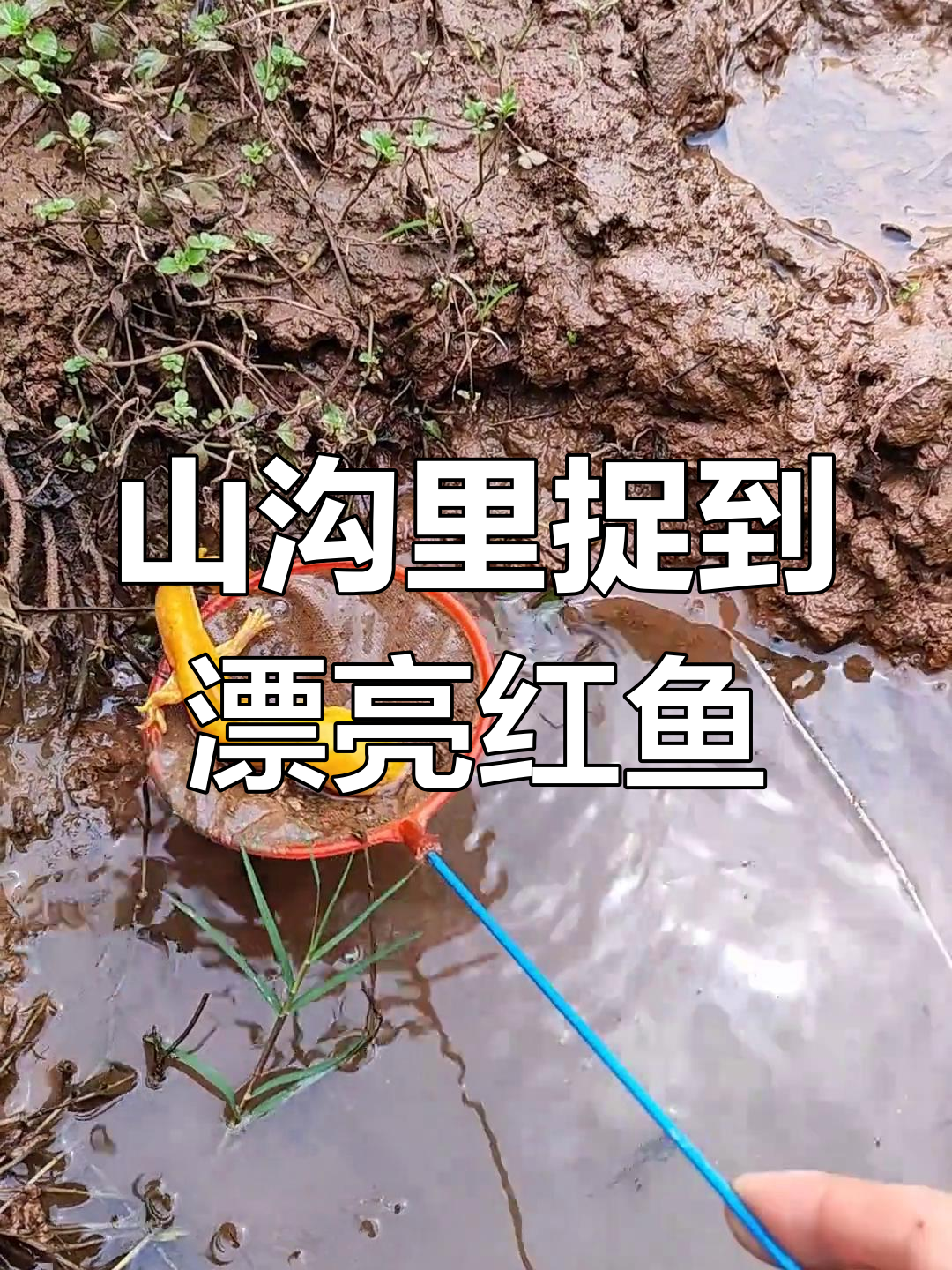 山上抓鱼大冒险,金黄色鳞片的神秘小红鱼现身