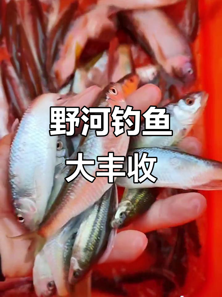 溪流钓桃花鱼,轻松过瘾!