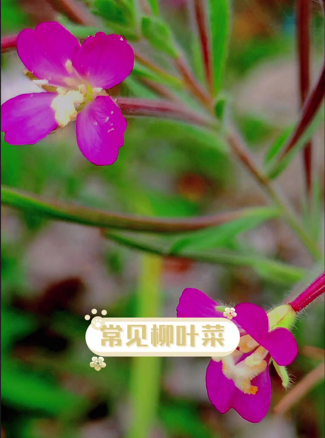 常见柳叶菜