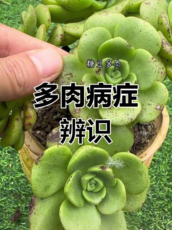 夏季多肉易生病,学会识别常见病害,新手必备知识!