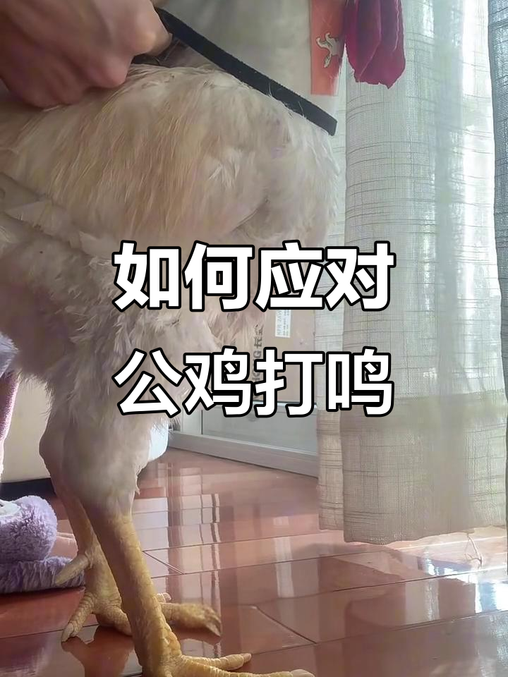 公鸡打鸣怎么办?教你轻松解决